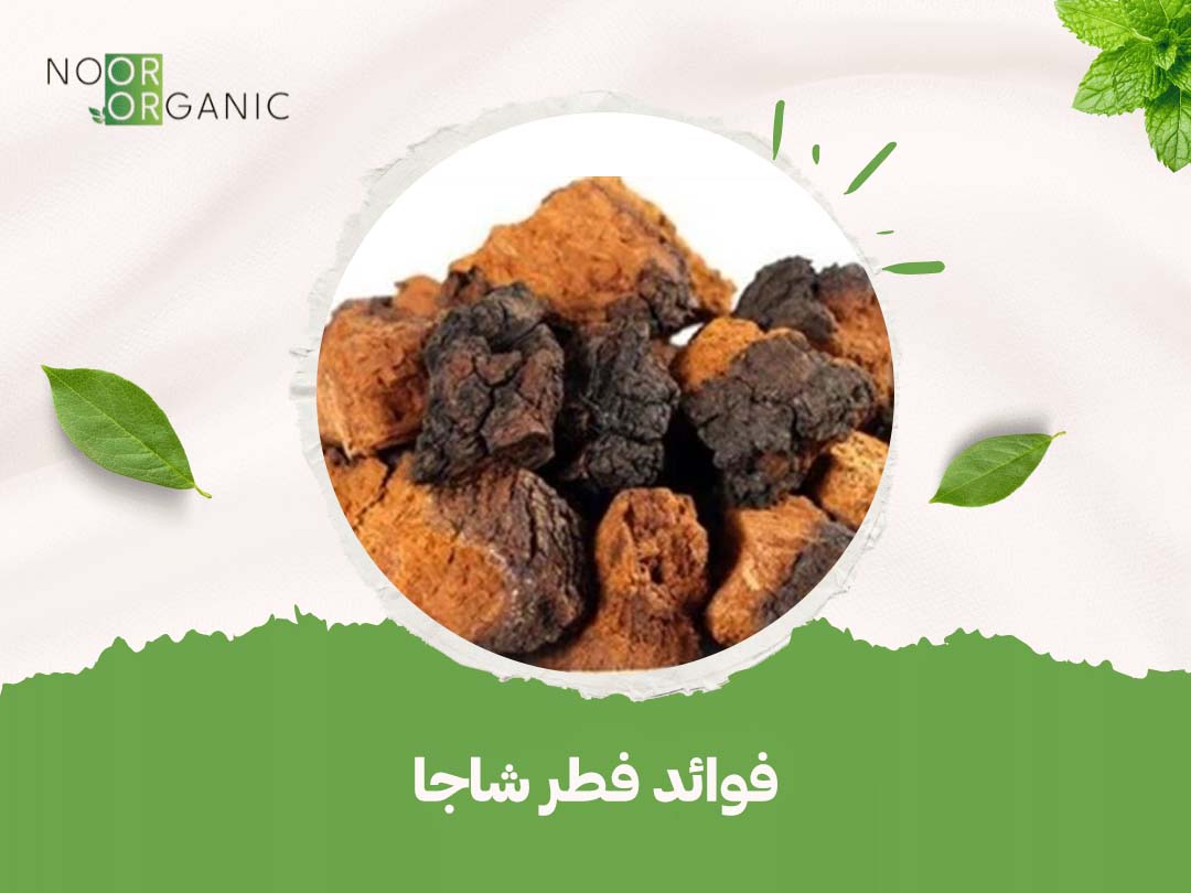 فوائد فطر شاجا