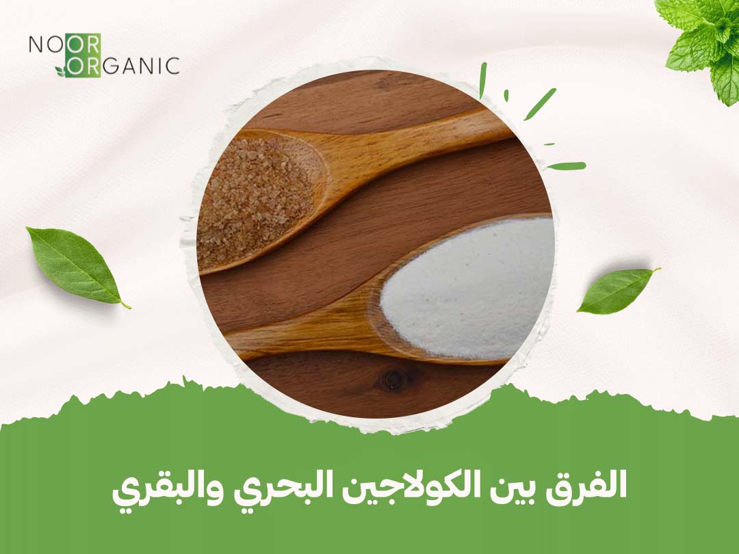 الفرق بين الكولاجين البحري والبقري