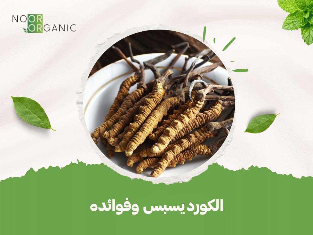 الكورديسبس وفوائده