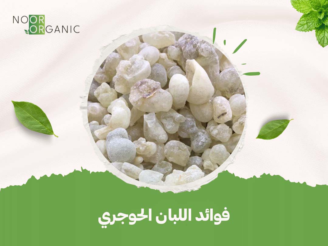 فوائد اللبان الحوجري