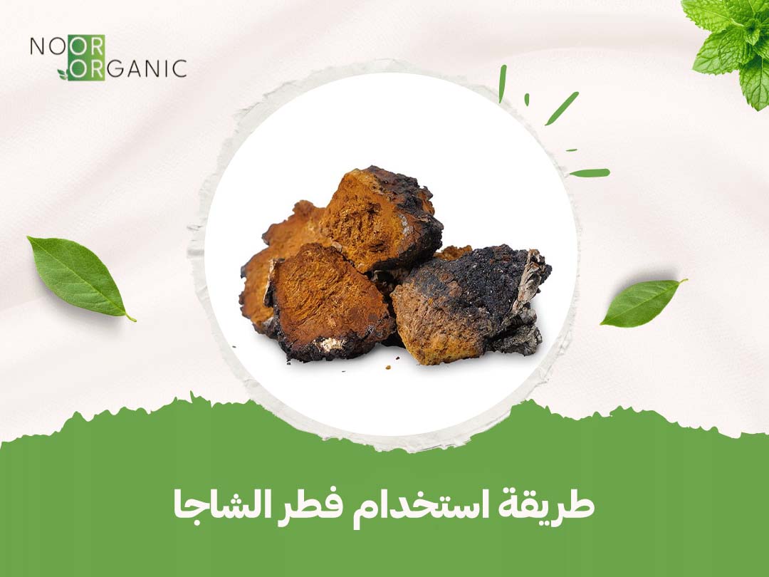 طريقة استخدام فطر الشاجا