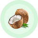 جوز هند